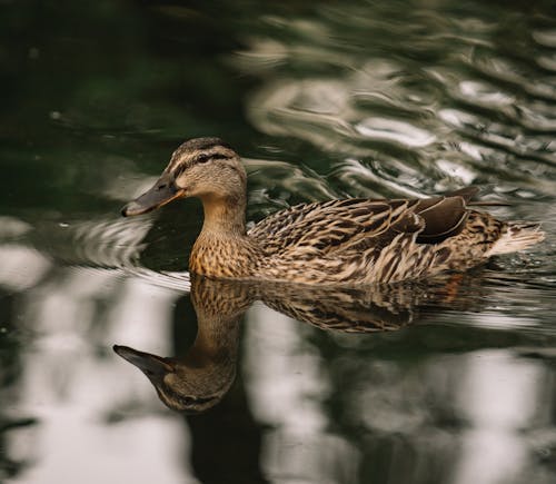 Adorable Dendrocygna eytoni duck floating in pond