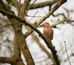 From below of adorable small grey ground jay sitting on tree branch in autumn forest on cloudy day