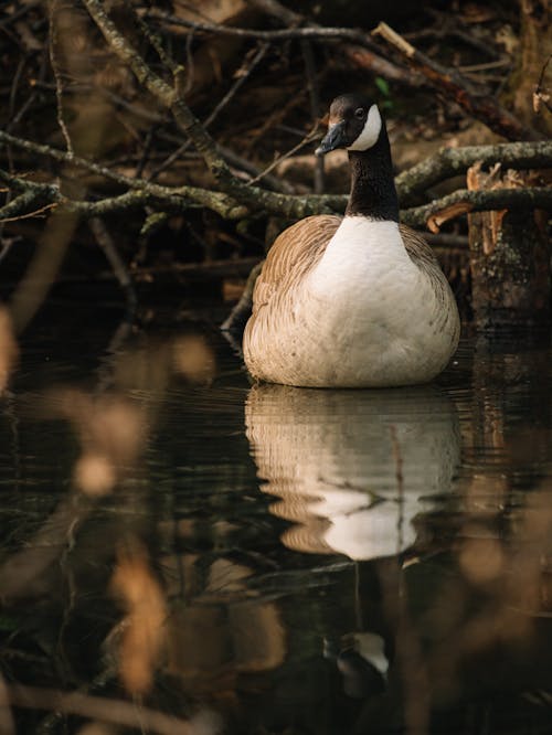 Adorable Branta canadensis goose swimming in lake on autumn day