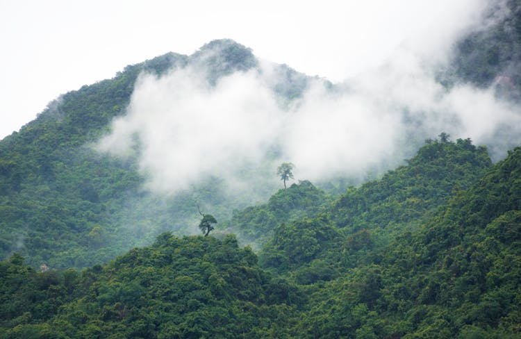 Green Trees On Mountain