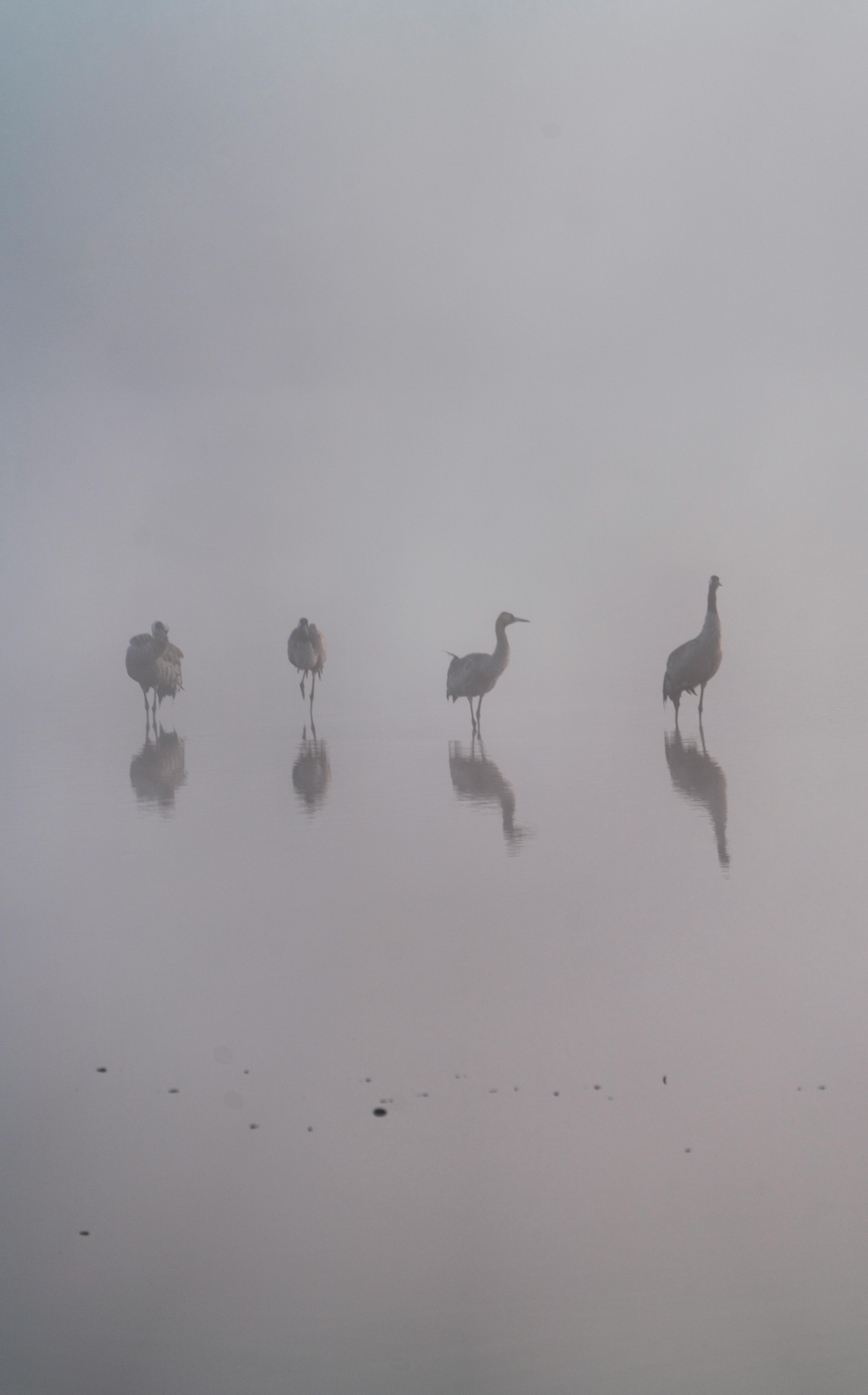 浅湖表面映照着日落天空，一群鹳的剪影立于其上