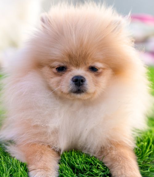 Free Adorable fluffy hairy cream colored Pomeranian puppy relaxing on grassy lawn in park on sunny day Stock Photo