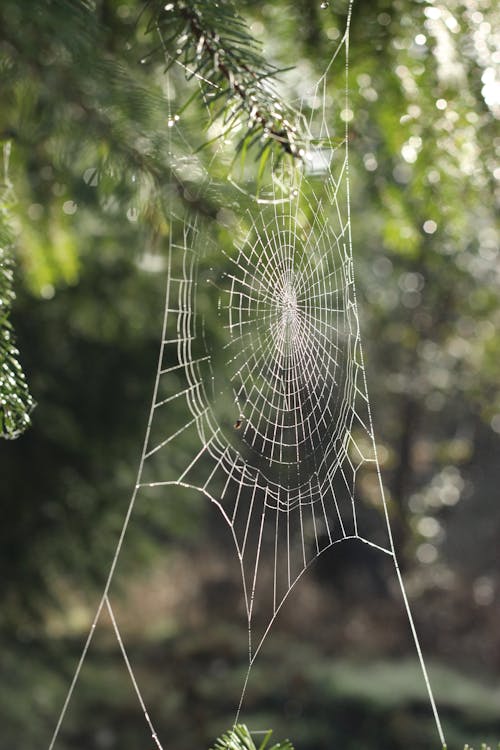 Yakın çekim Fotoğrafçılığında örümcek Ağı