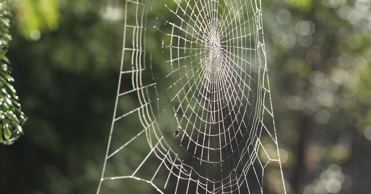 Free stock photo of spider, spider\'s web, web