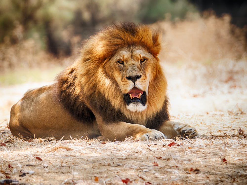 Free Powerful male lion with opened mouth lying on dry grassy ground in savanna on sunny day Stock Photo