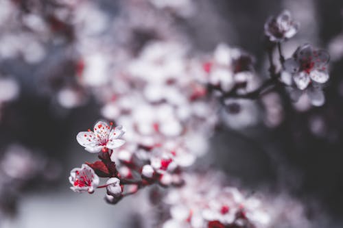 Delicate white flowers of thin twig