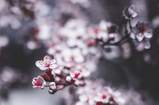 樱花特写令人惊叹，以柔和的背景展现了大自然的美丽