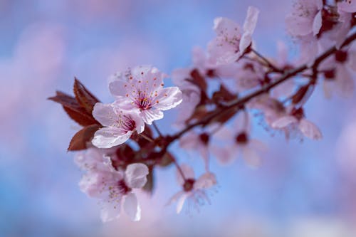 Free Selective focus of blooming flowers on thin branch with leaves growing in park against cloudless sky Stock Photo