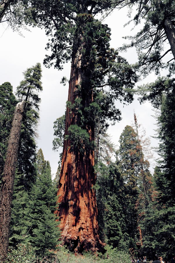 Low Angle Photo of a Tree