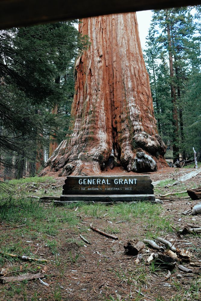 General Grant Tree Photos, Download The BEST Free General Grant Tree ...