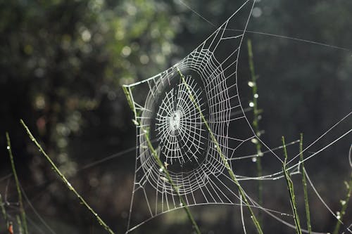 Bezpłatne White Spider Web Selective Focus Photography Zdjęcie z galerii
