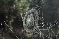 晨光中，一张精美复杂的蜘蛛网缀满露珠，闪闪发光