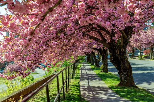 Free stock photo of archway, cherry blossom, cherry blossoms Stock Photo
