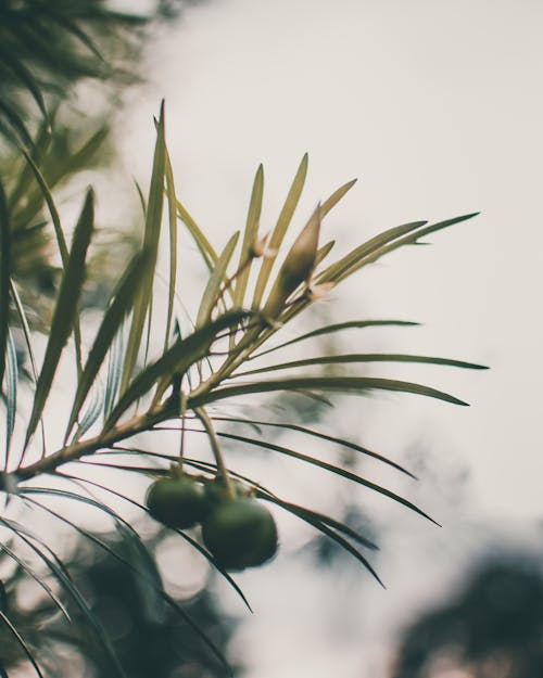 Fotobanka s bezplatnými fotkami na tému botanický, botanika, buš