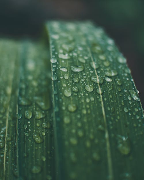 Wet green leaves with small drops