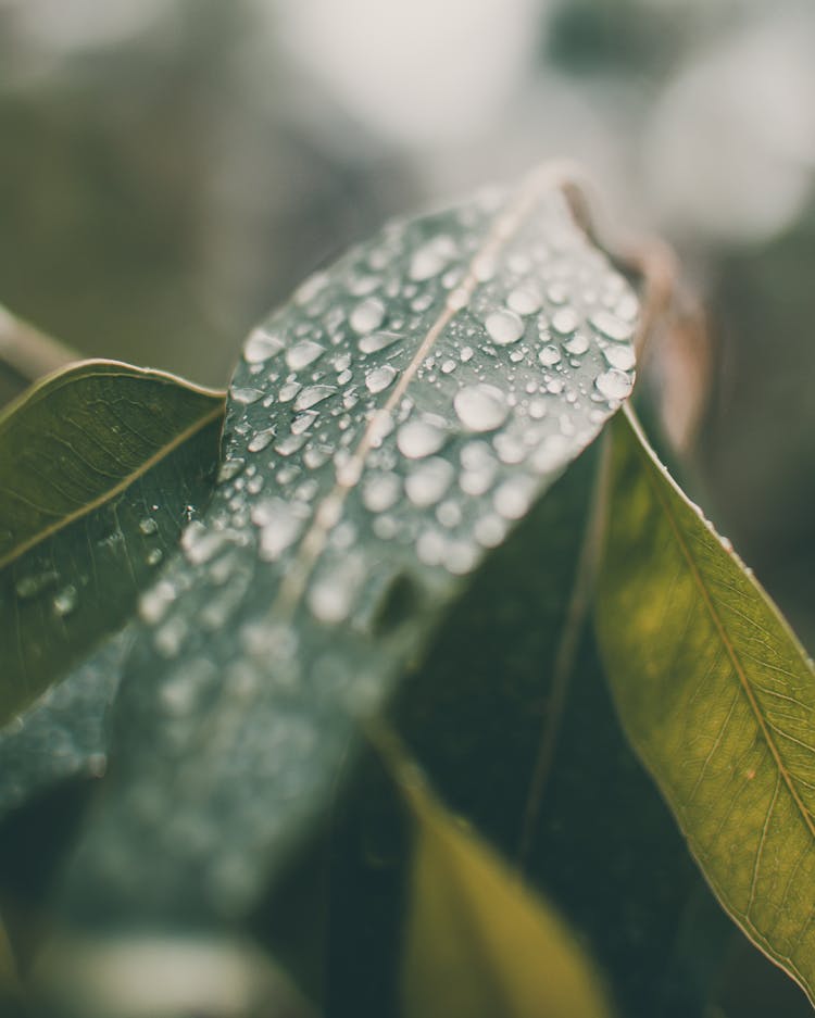 Plant Leaves With Water Drops In Forest