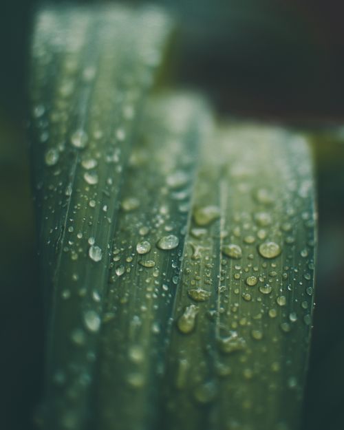 Free Macro of droplet of morning dew condensing on green plant with foliage on blurred background in summer forest in nature Stock Photo