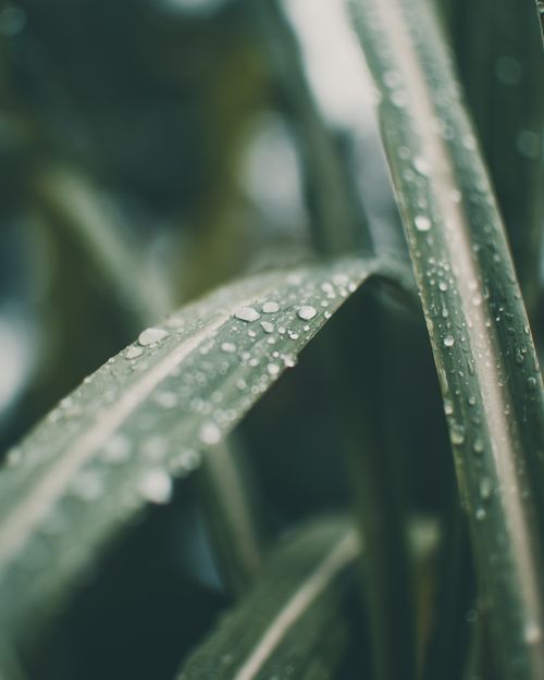Free Closeup of fresh green leaf with raindrops on blurred background of garden in daylight in summer season in morning time Stock Photo