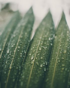 Macro shot of fresh dew on green leaves arranged in row growing in garden in daylight during summer time in countryside