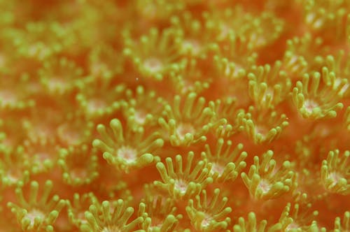 Free Yellow Coral Field Stock Photo