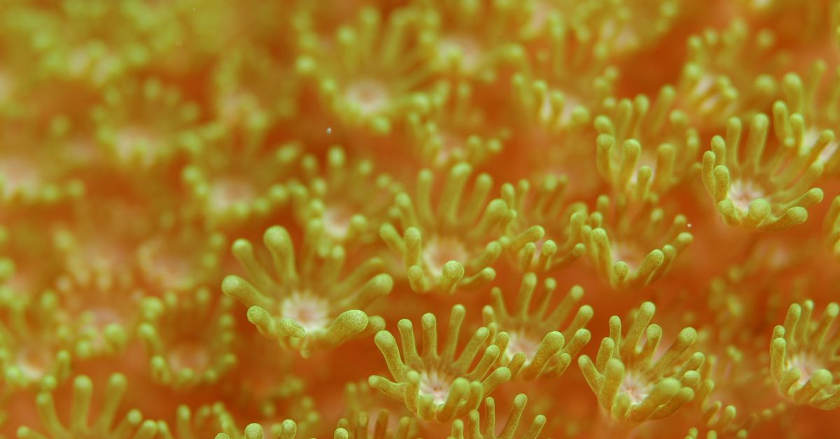 close-up macro shot of an ancient deep-sea creature's textured body