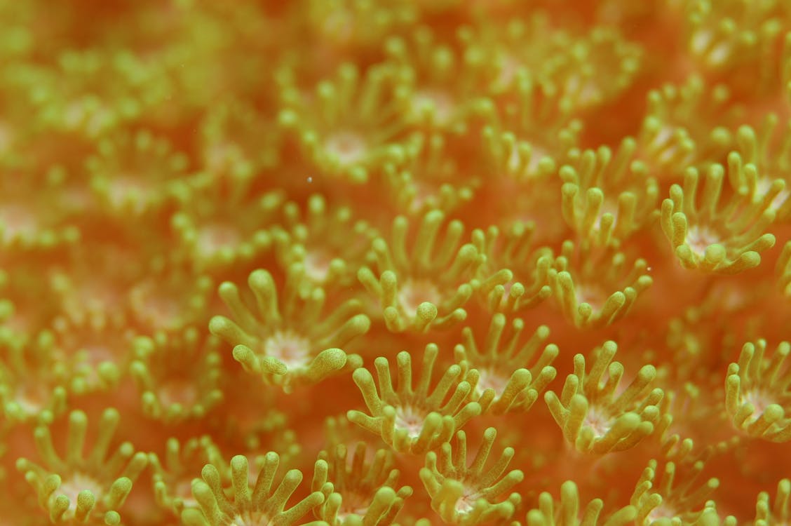 Ücretsiz Sarı Mercan Tarlası Stok Fotoğraflar