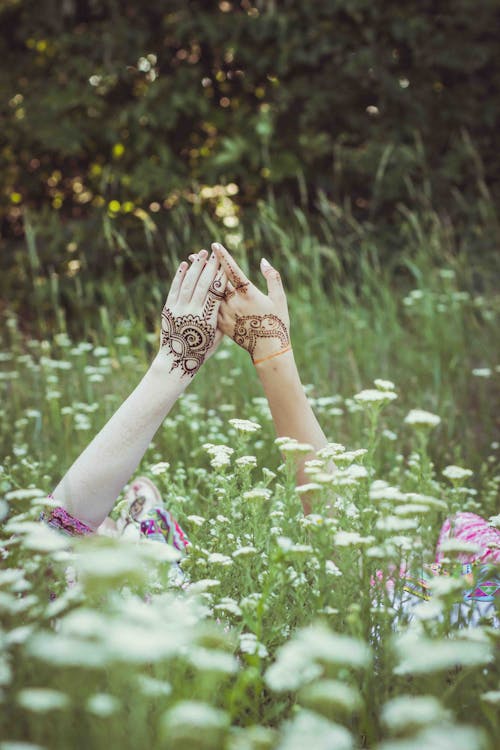Fotobanka s bezplatnými fotkami na tému divé kvety, exteriéry, henna tetovanie