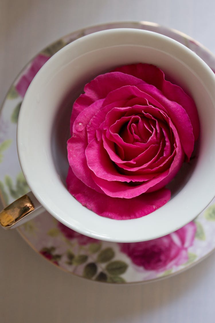 Bright Pink Rose With Water Drop In Ceramic Cup