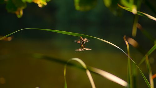 Free Two dragonflies mating on a green leaf, captured in a tranquil natural environment. Stock Photo