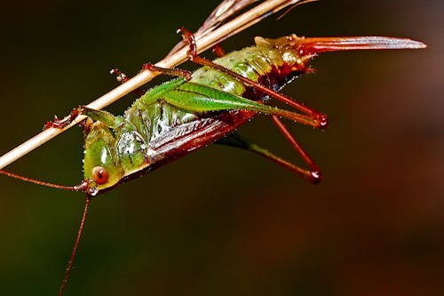 Red and Green Grasshopper