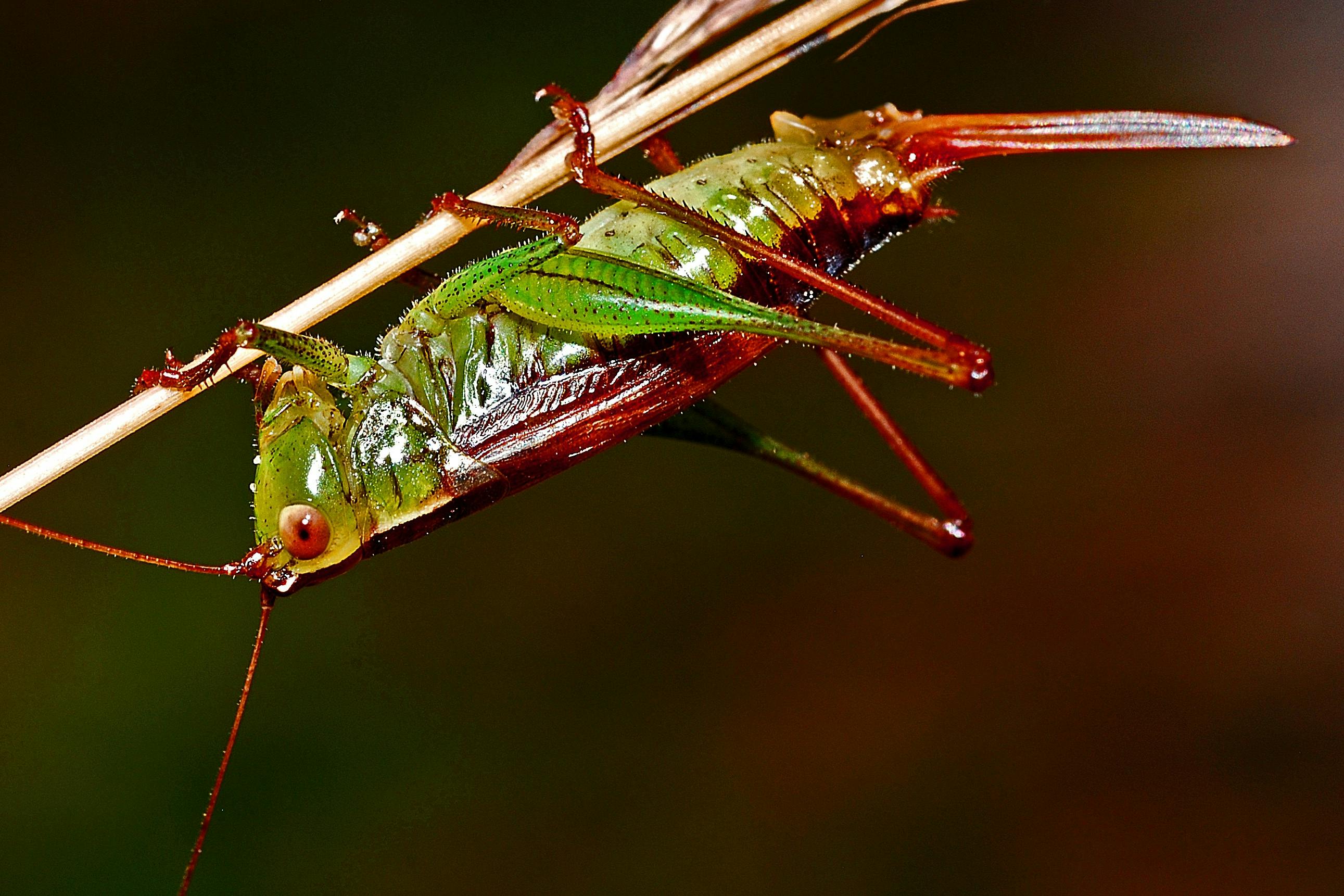 Free stock photo of biological, cicada, grasshopper, nature wallpaper hd iphone 6