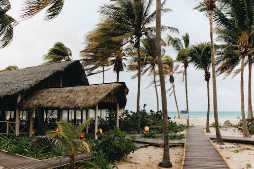 Palm Trees and Building on Sea Shore