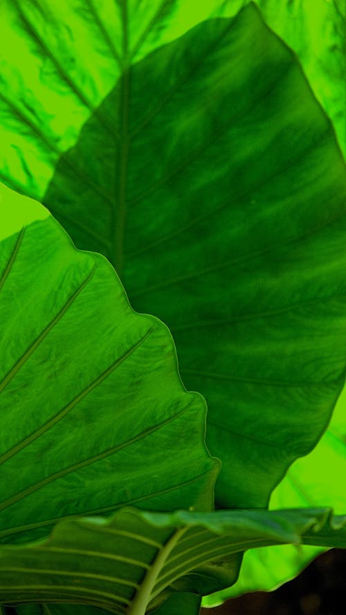 Bright lush green plant leaves in garden