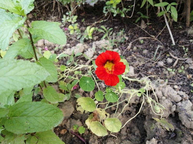 Professional woman navigating pregnancy at work solo