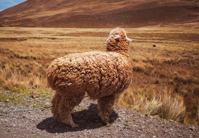 Two-mom family planning and building guide