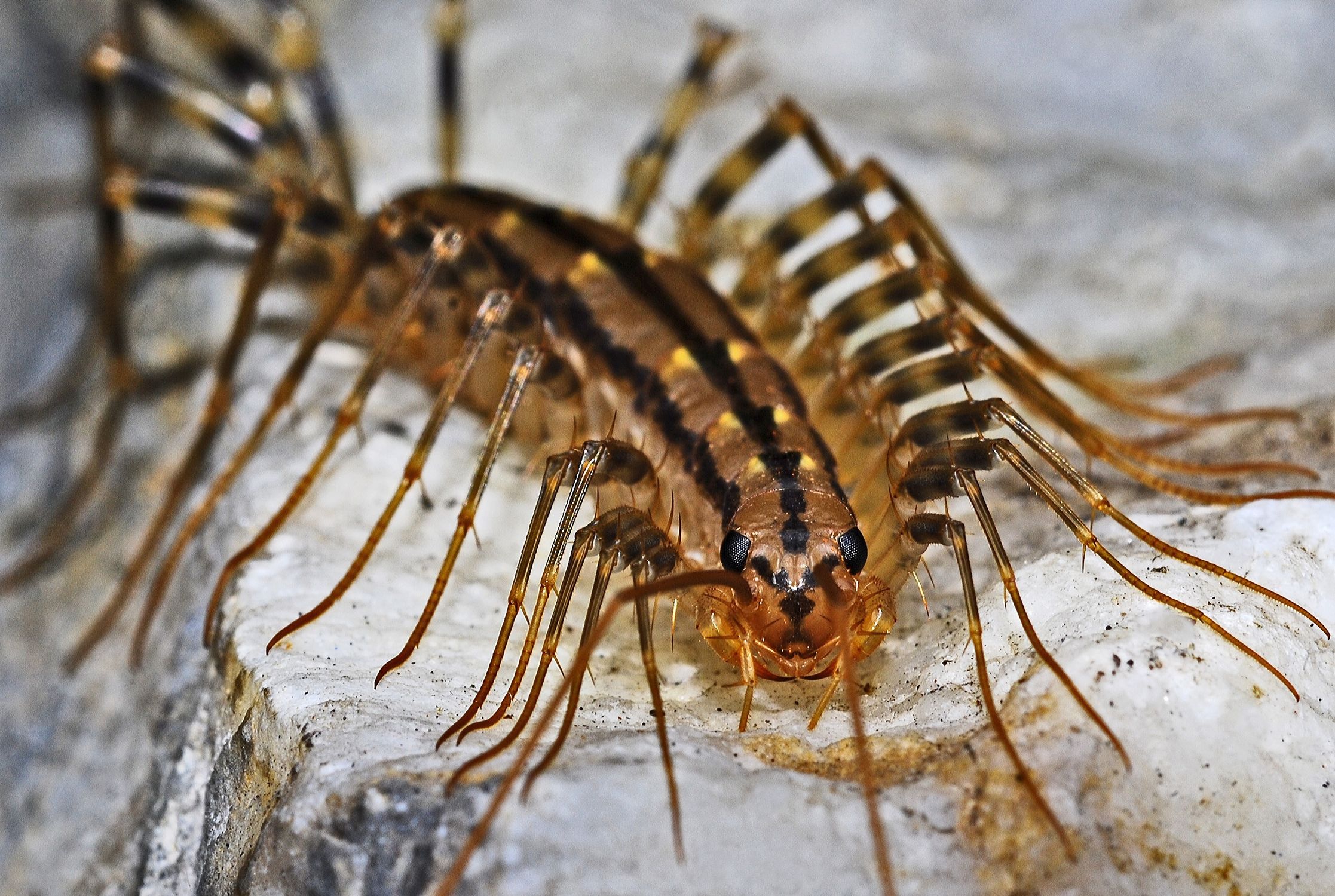 Multi Arm Insect Brown Multi Leg Insect · Free Stock Photo
