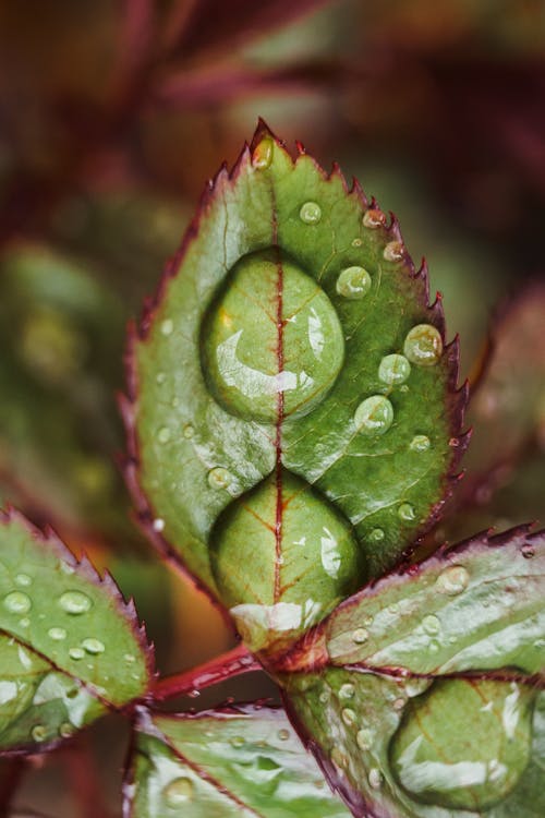 Green leaf of wild plant covered with clear transparent water drops growing in nature