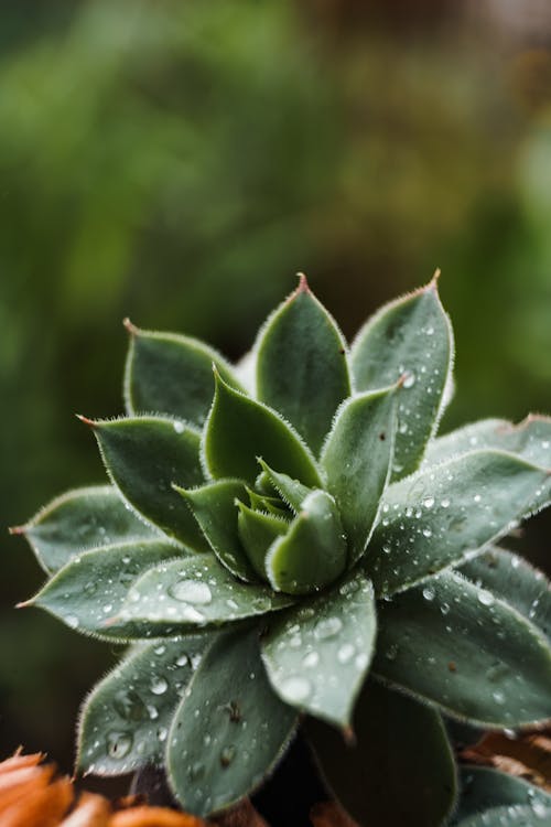 Small succulent plant with clear drops
