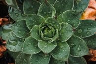 白天自然生长的绿色多肉植物顶视图，点缀着小雨滴