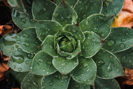 白天自然生长的绿色多肉植物顶视图，点缀着小雨滴
