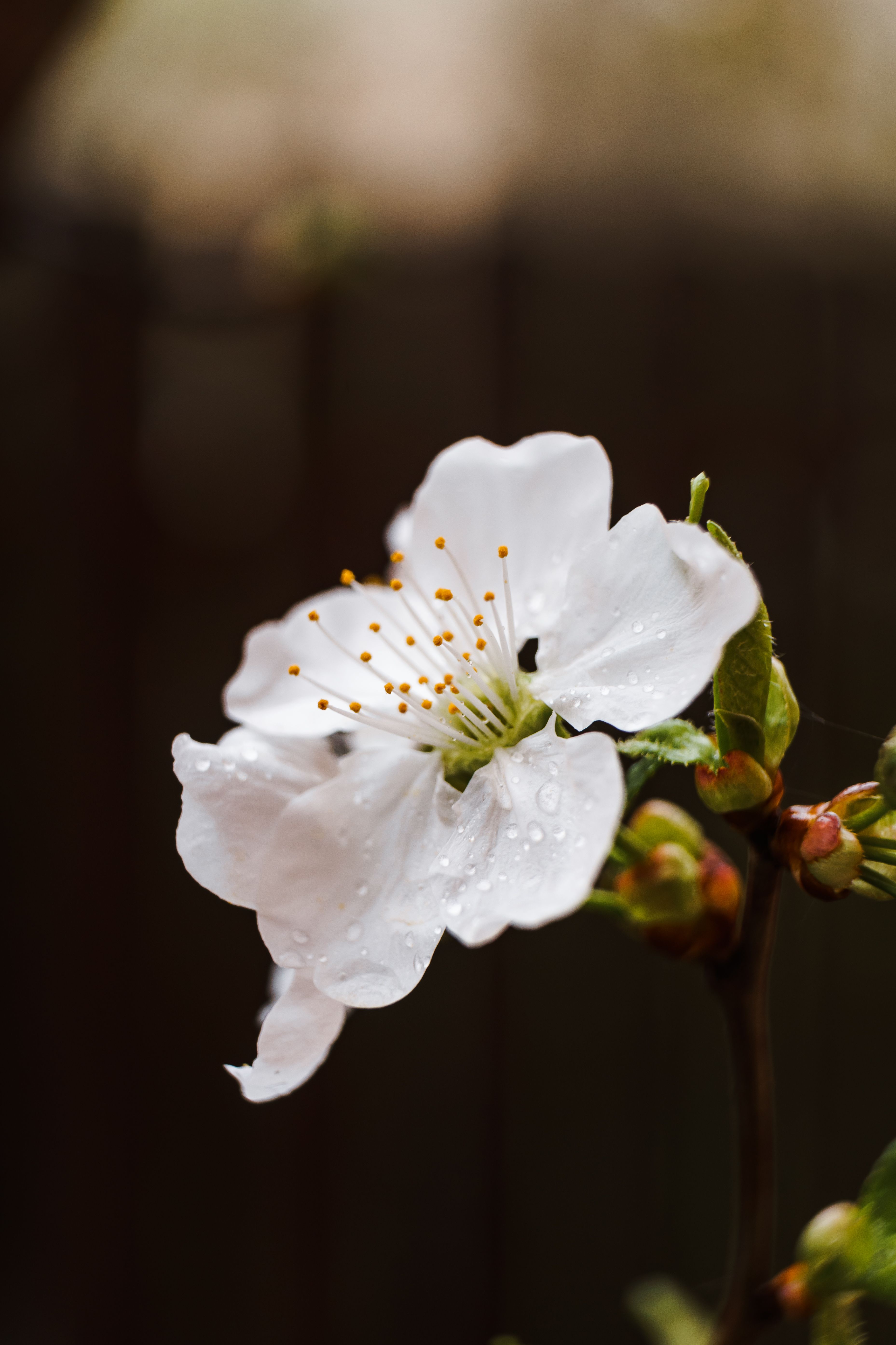 纤细的植物茎上，精致的芳香花朵绽放着，白色花瓣上沾着雨点