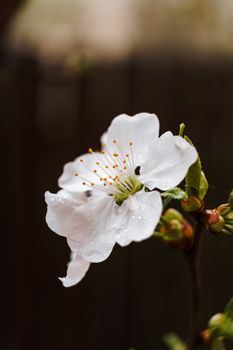 纤细的植物茎上，精致的芳香花朵绽放着，白色花瓣上沾着雨点