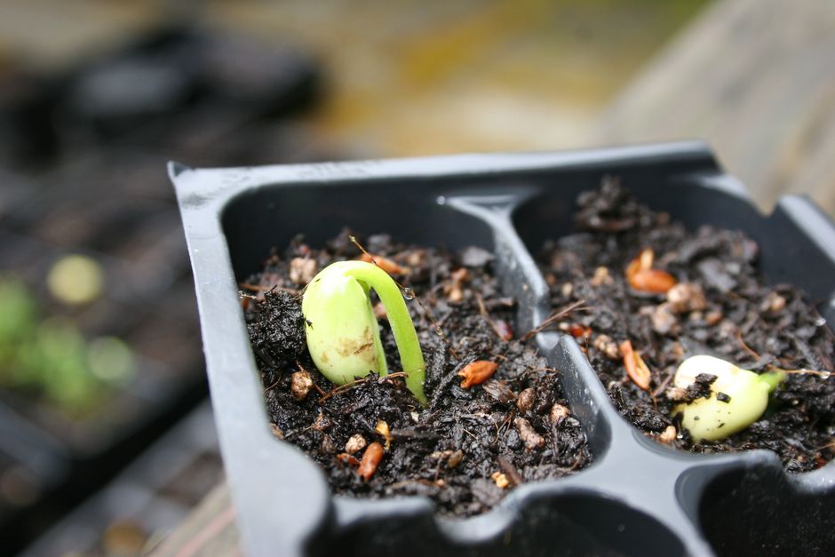 seeds sprouting under a clear humidity dome - affordable humidity control microgreens seeds sprouting under a clear humidity dome - affordable humidity control microgreens