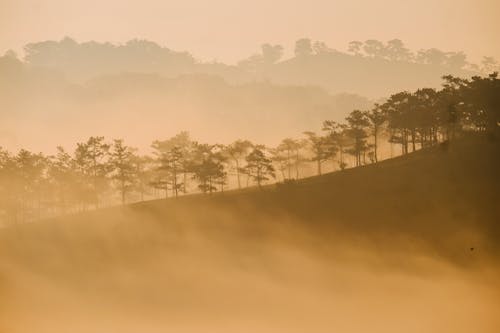 ağaçlar, buğulu, çevre içeren Ücretsiz stok fotoğraf