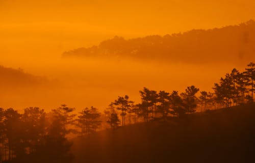 Photos gratuites de arbres, aube, colline