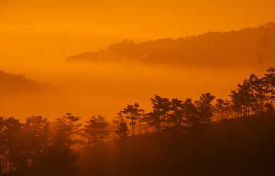 Beautiful golden sunrise casting light over mist-covered forest hills.