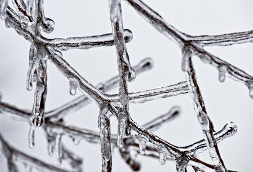 Ücretsiz Buz Eritmede Kaplanmış Kahverengi Gövde Stok Fotoğraflar