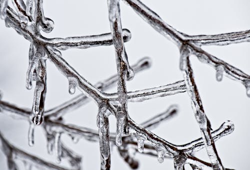 Tallo Marrón Recubierto De Hielo Derretido