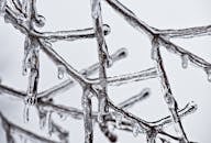 冬季树枝被清澈的冰包裹的详细冰冻视图