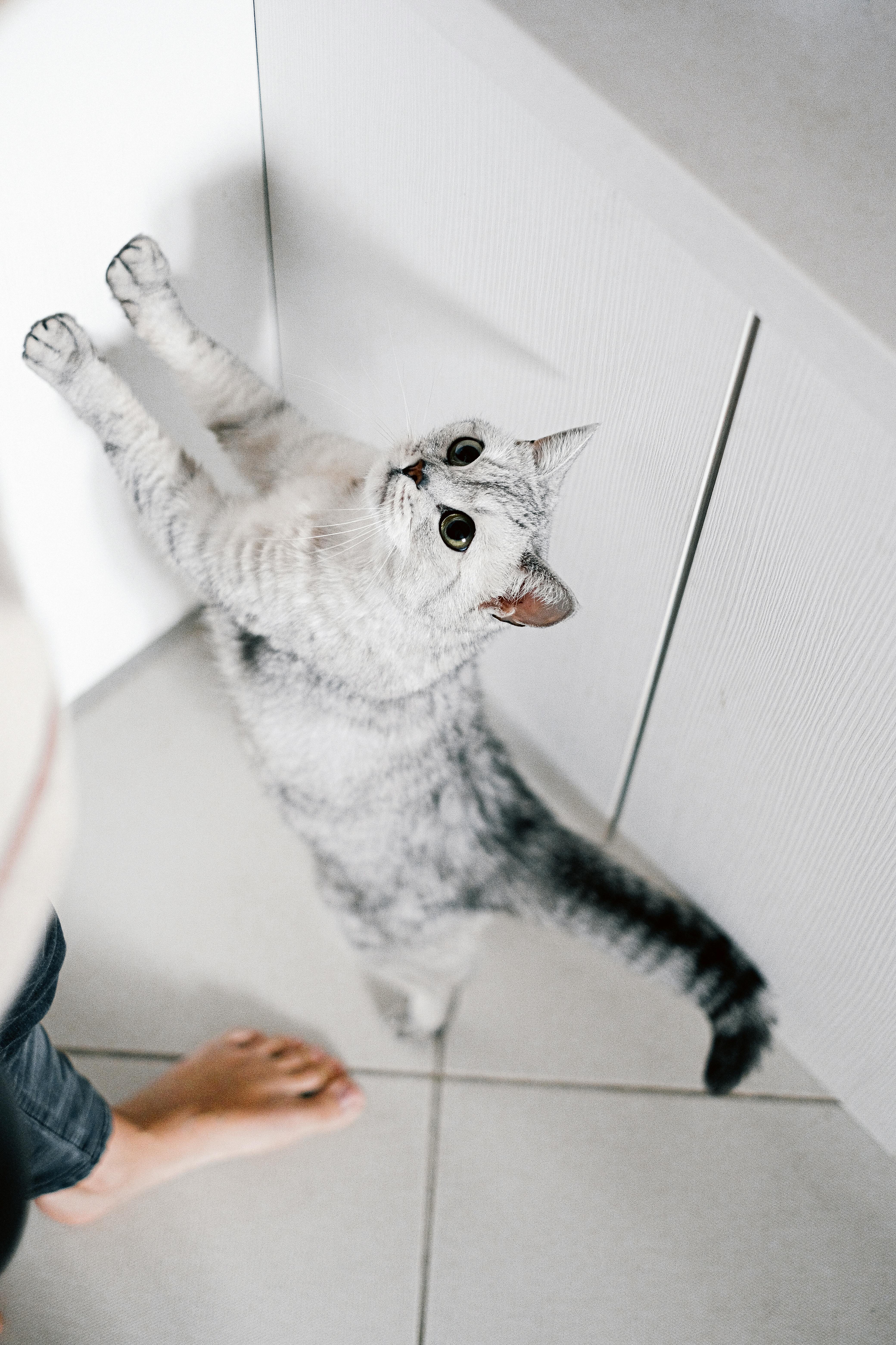 Top 5 Adorable Kitten Breeds Available for Sale in Bristol – Find Your Furry Companion Today!